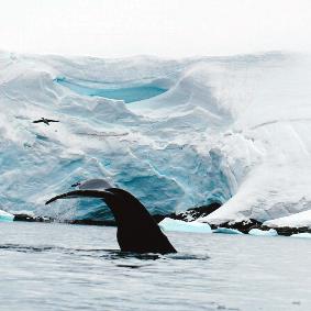 ClimateForce2018-Antarctica-Nature