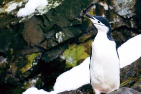 ClimateForce2018-Antarctica-Penguin