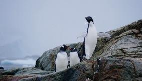 ClimateForce2018-Antarctica-Penguins