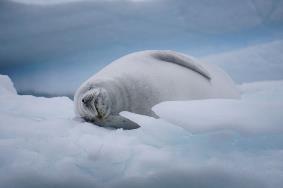 ClimateForce2018-Antarctica-Seal