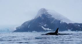 ClimateForce2018-Antarctica-Whale