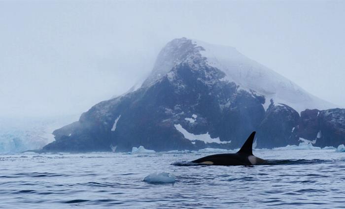 ClimateForce2018-Antarctica-Whale