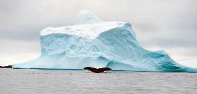 ClimateForce2018-Antarctica-Whale2